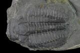 Elrathia Trilobite Molt Fossil - Utah - House Range #139713-1